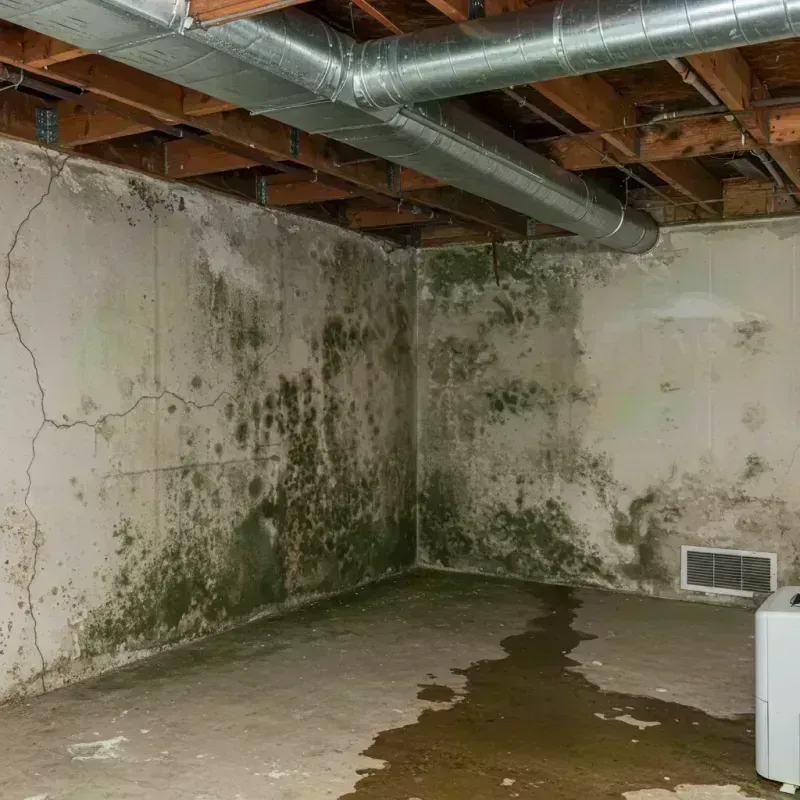 Professional Mold Removal in Sandwich, IL